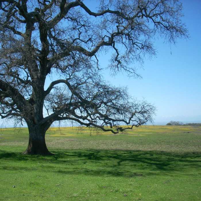 Near Fern Falls + Coal Canyon Falls