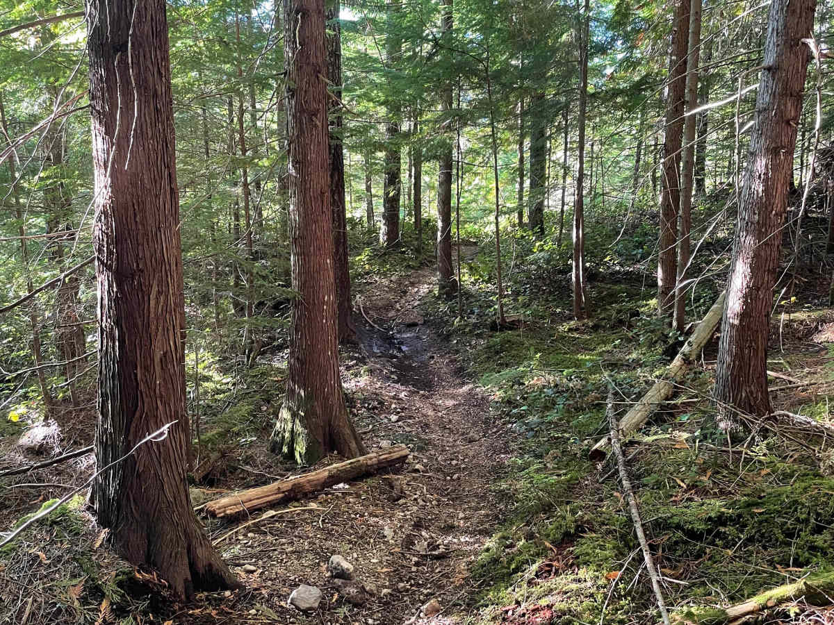 Deep Woods - Skidder Connector photo 3