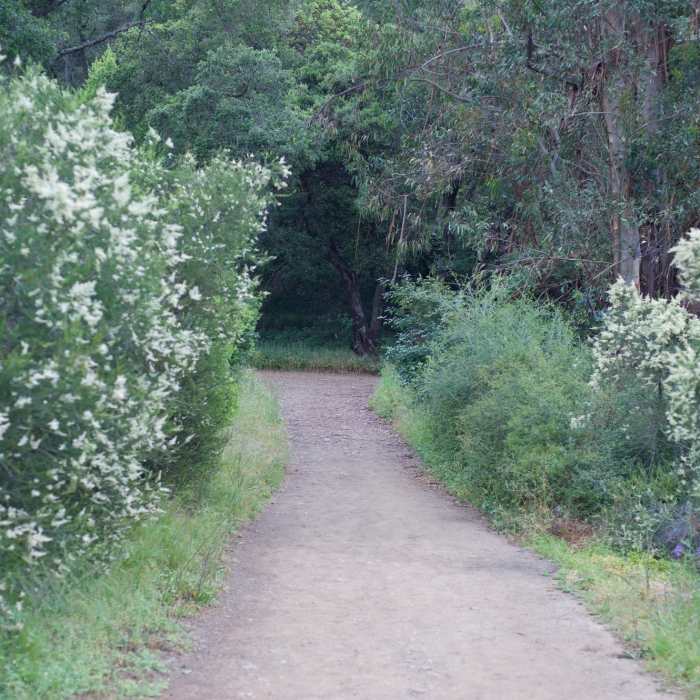 The trail as it levels off and meets up with the Jones Trail. Near Flume Trail