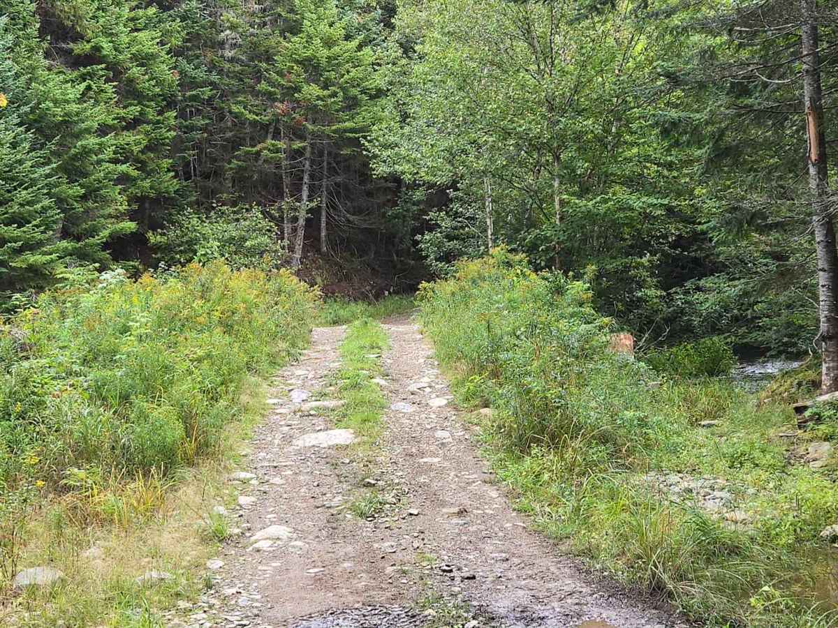 Rat Tail Brook Trail photo 3