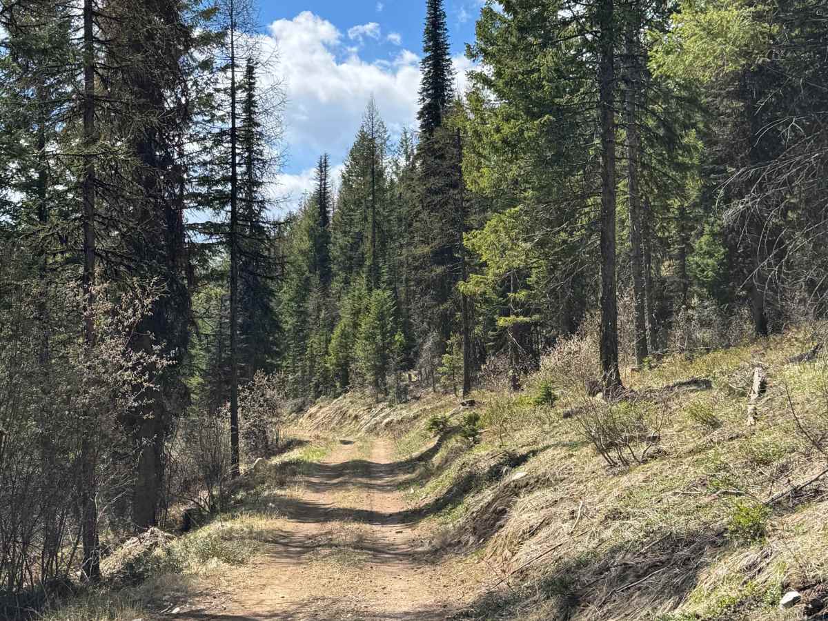 Nancy Creek Road photo 4