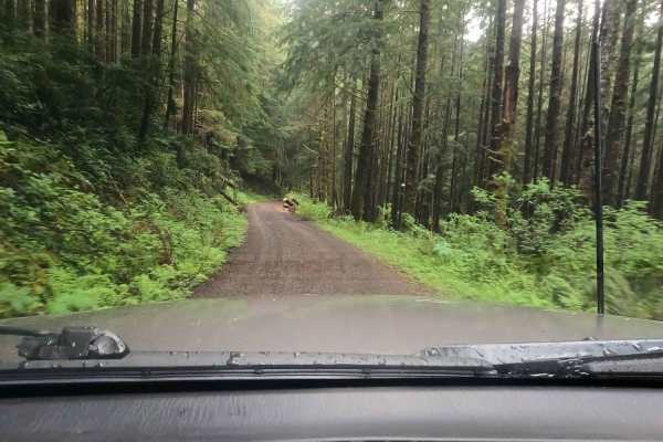 Bun Creek - NF1004