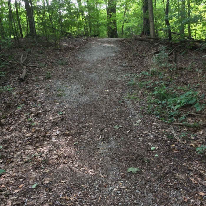 looking up a small hill that the trail goes down. Near Joe Prance Nature Trail and Butterfly Gardens