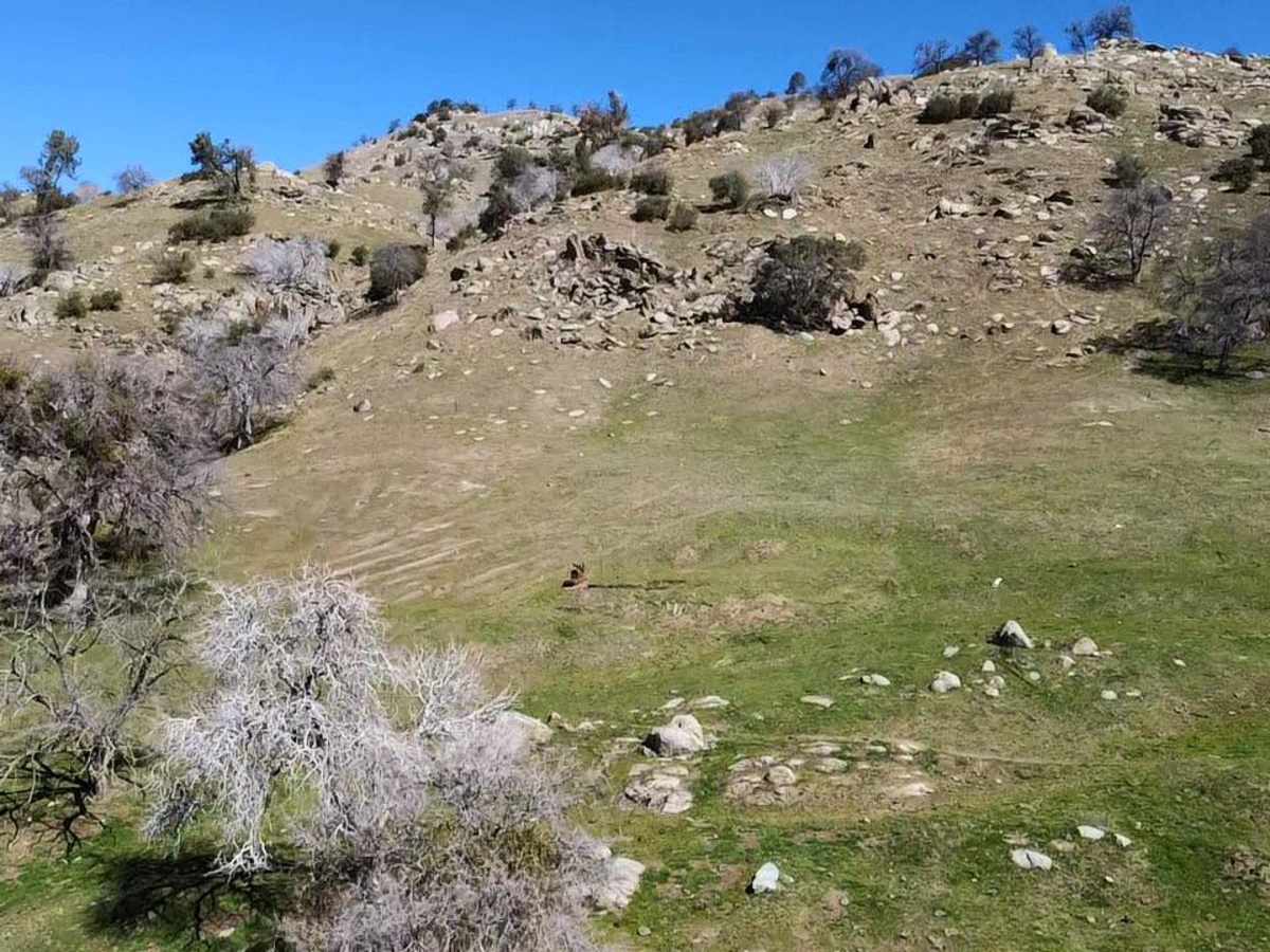 Cow Flat trail photo