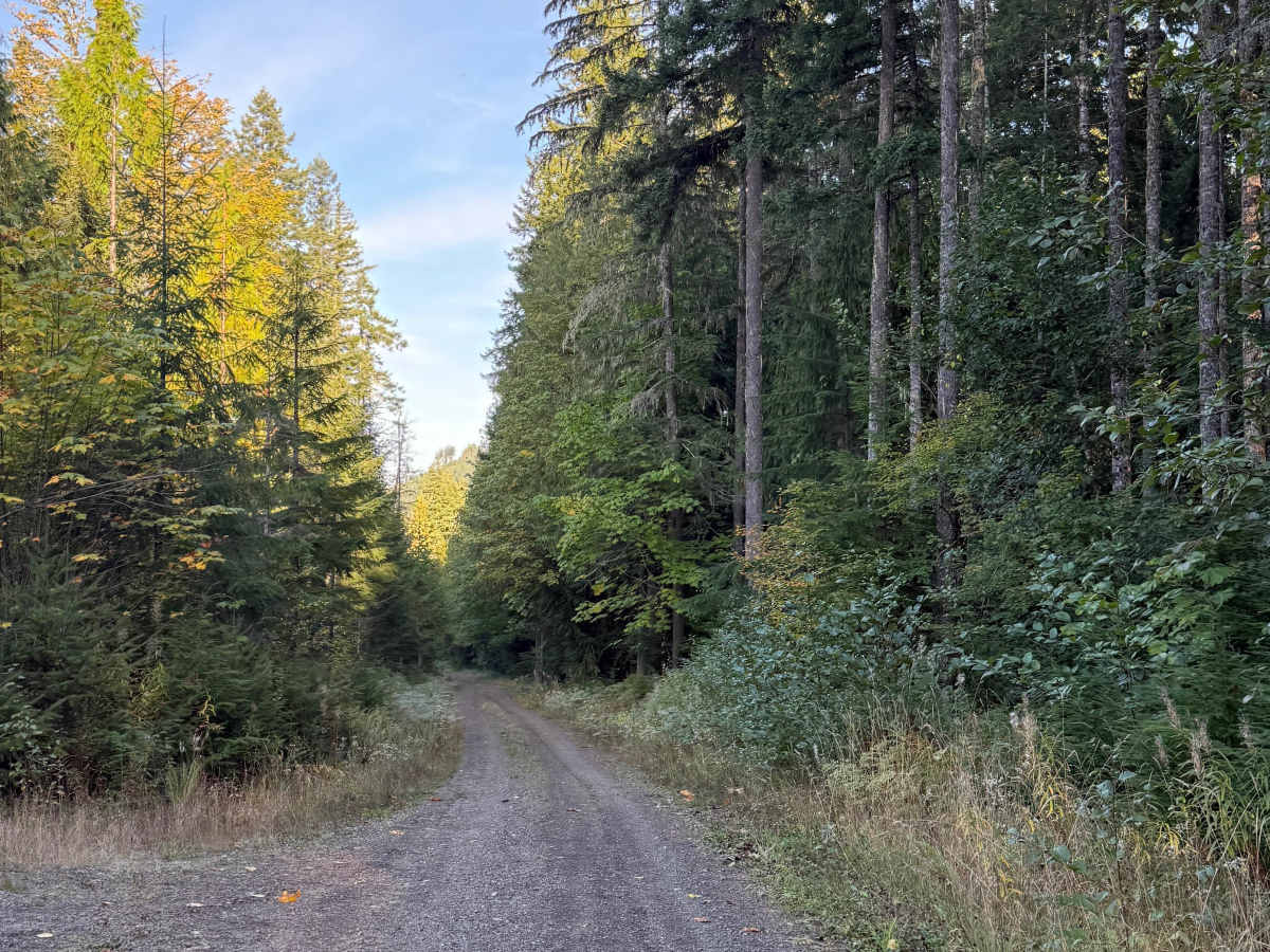 Lake Cushman View Trail photo 4