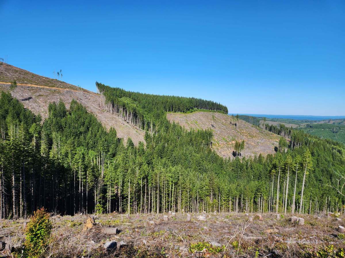 Larch Trail East photo 5