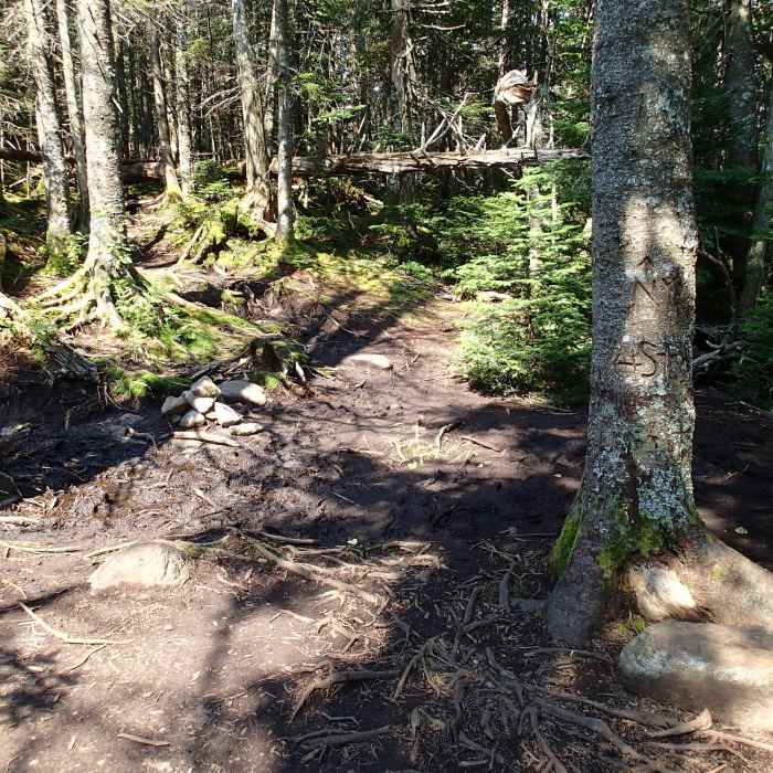 Trail direction carved into tree for Street Mountain (to the left) and Nye Mountain (to the right). Near Street and Nye Trail