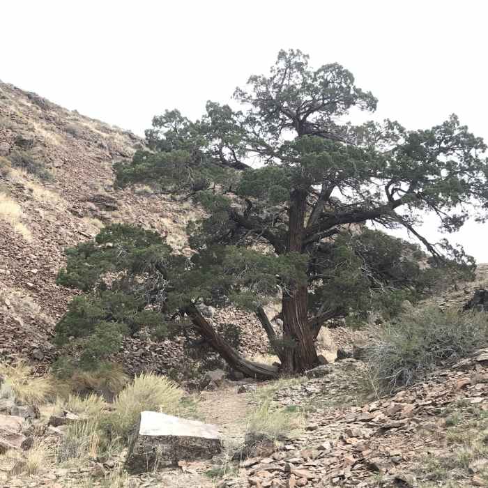 Near Griffith Canyon Petroglyph Trail