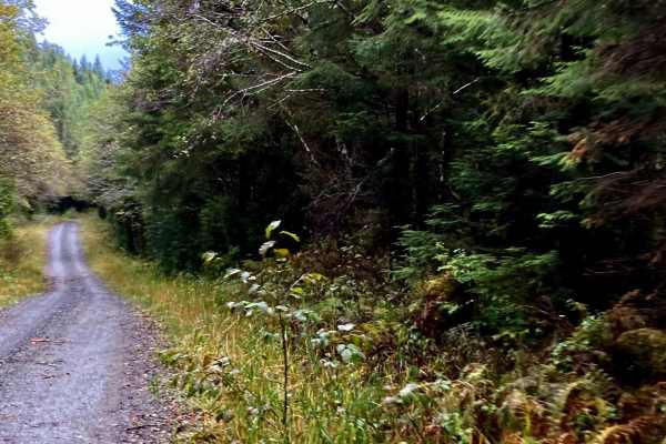 Coffman Cove Loop Road - FS 3030000