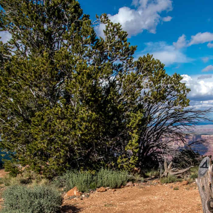 Near Cape Final Trail