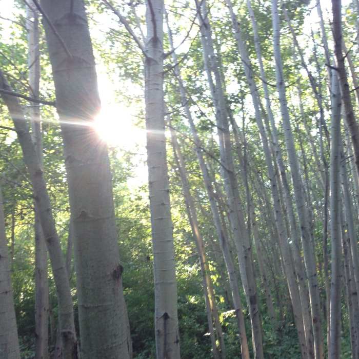 The sun filters through a beech grove at Hewen's Creek Park. Near Hewen's Creek Park
