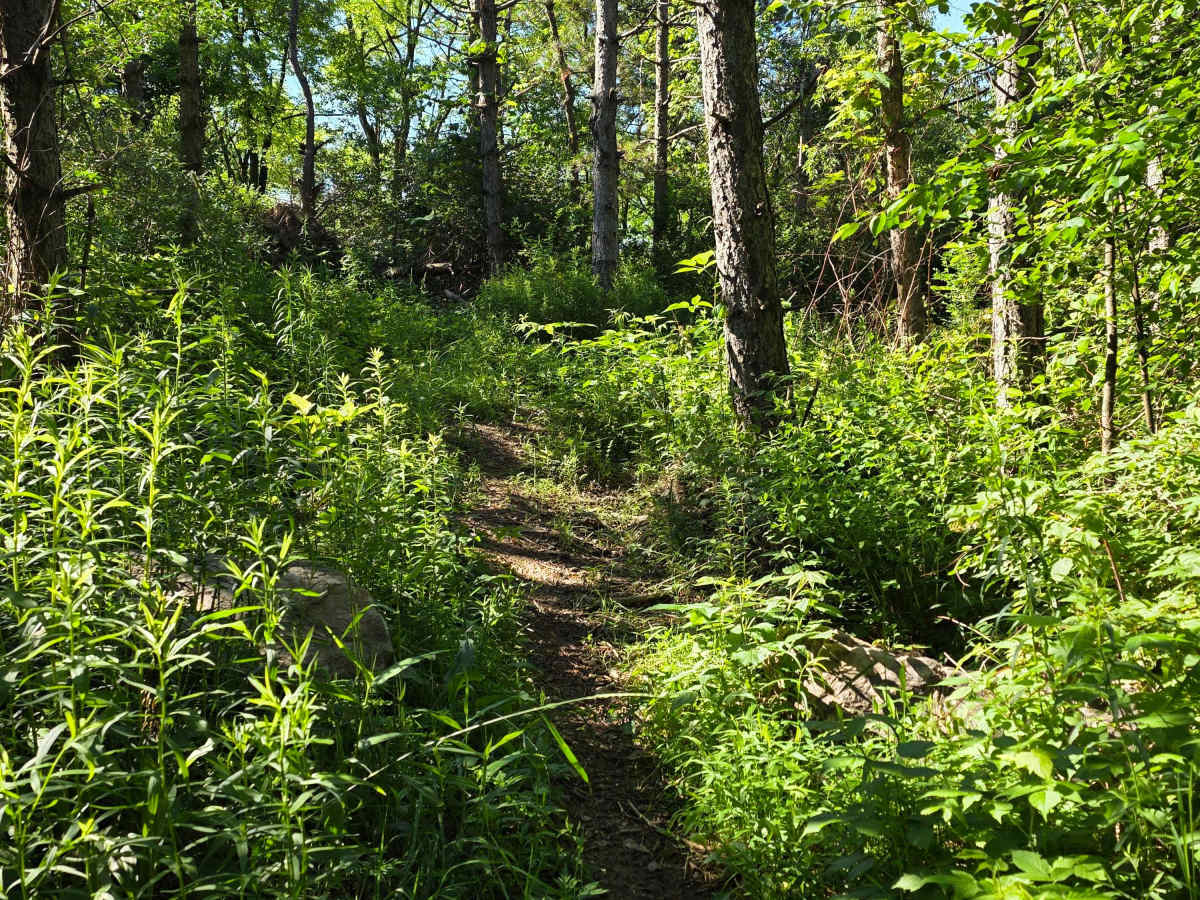 Single Track L trail photo