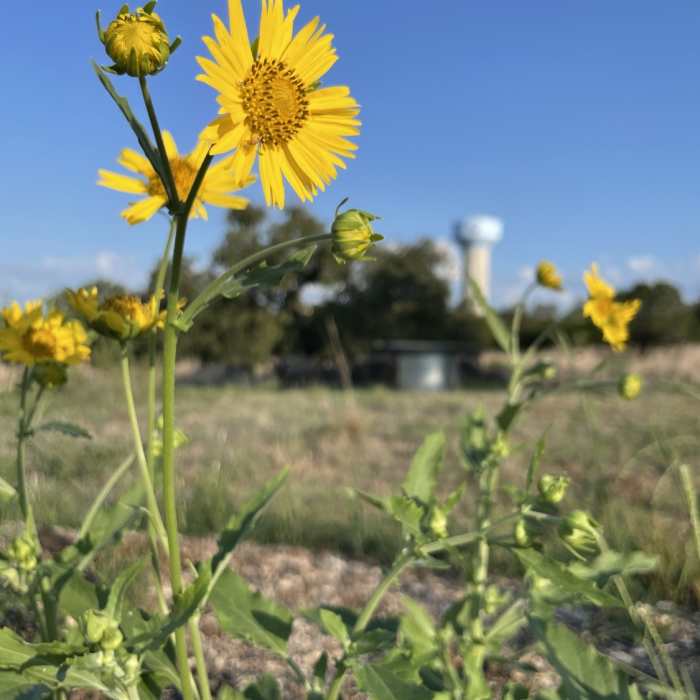 Near Live Oak Loop Trail