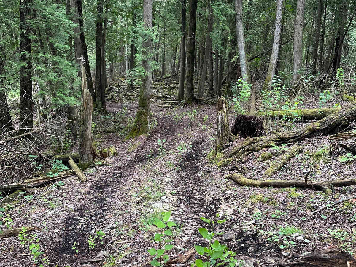 Deer Stand photo 6