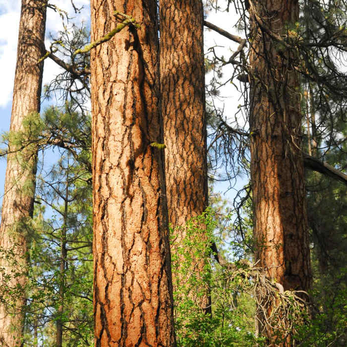 Near Metolius River Trail