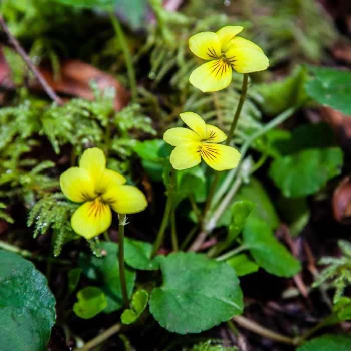 Near Brice Creek Trail, West Trailhead to Lund Campground Hike