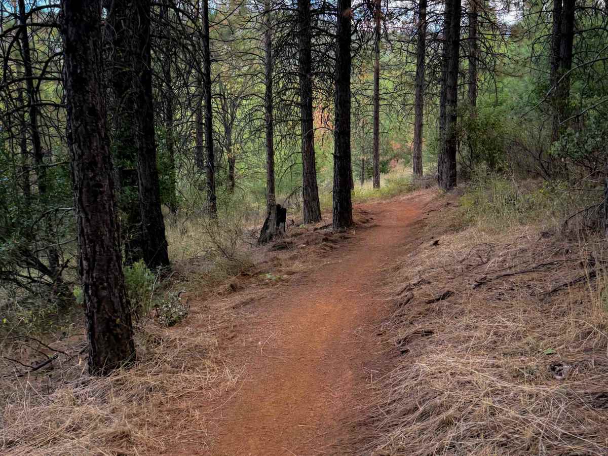 Berry Creek Tie  photo 2