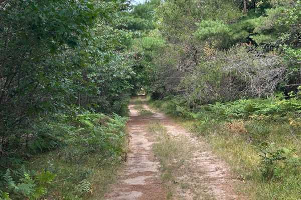 Pond Road