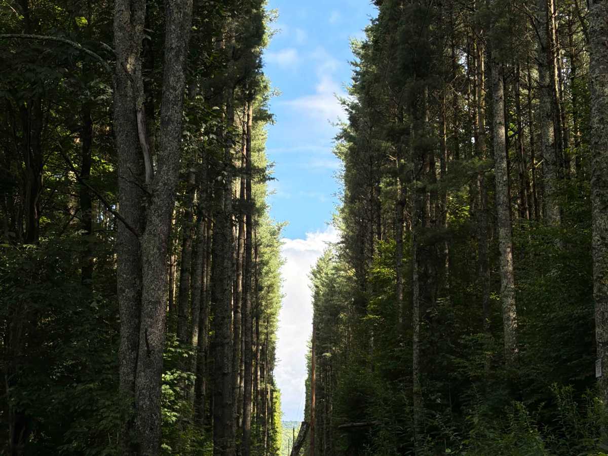 Hills Creek Road photo 2