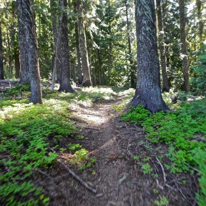 Near Feather Creek Loops