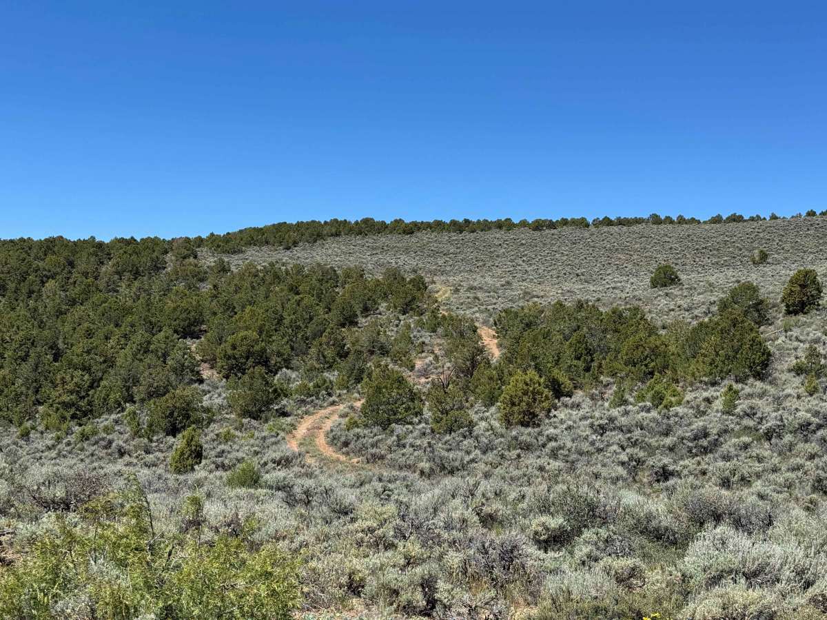 BLM 8484 photo 5