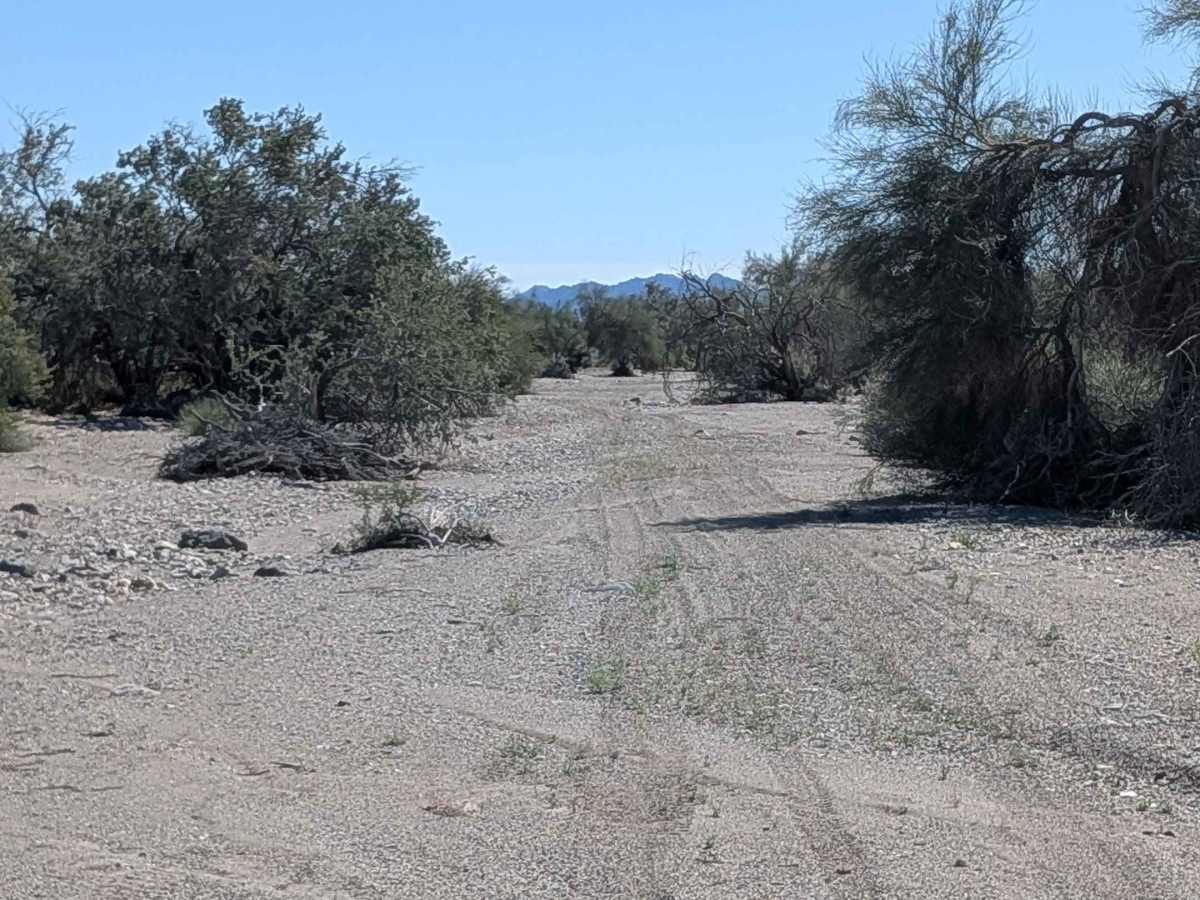 BLM 731 photo 2