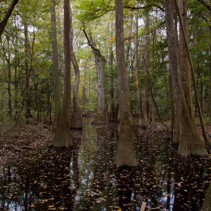 Near Weston Lake Loop Near Weston Lake Loop