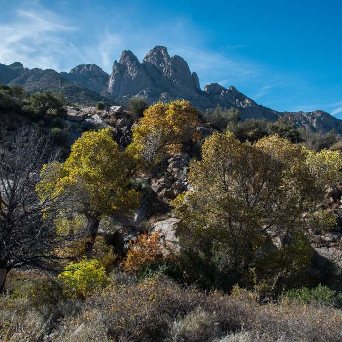 Pine Tree Trail Near Pine Tree Trail