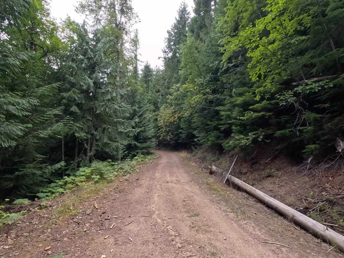 Consalus Creek Road - FS 1108 photo 2
