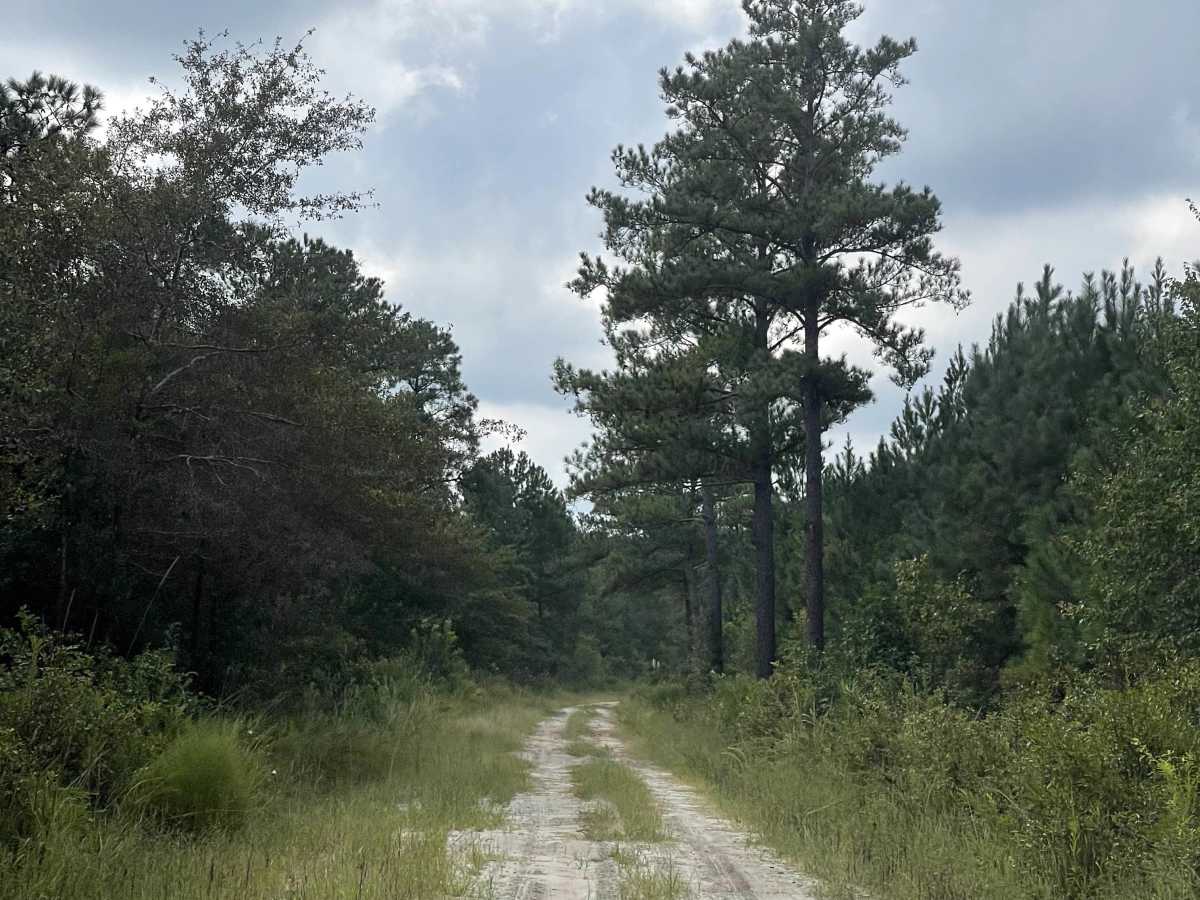 Timber Road trail photo