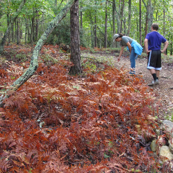 Near Occoneechee Mountain Loop Trail