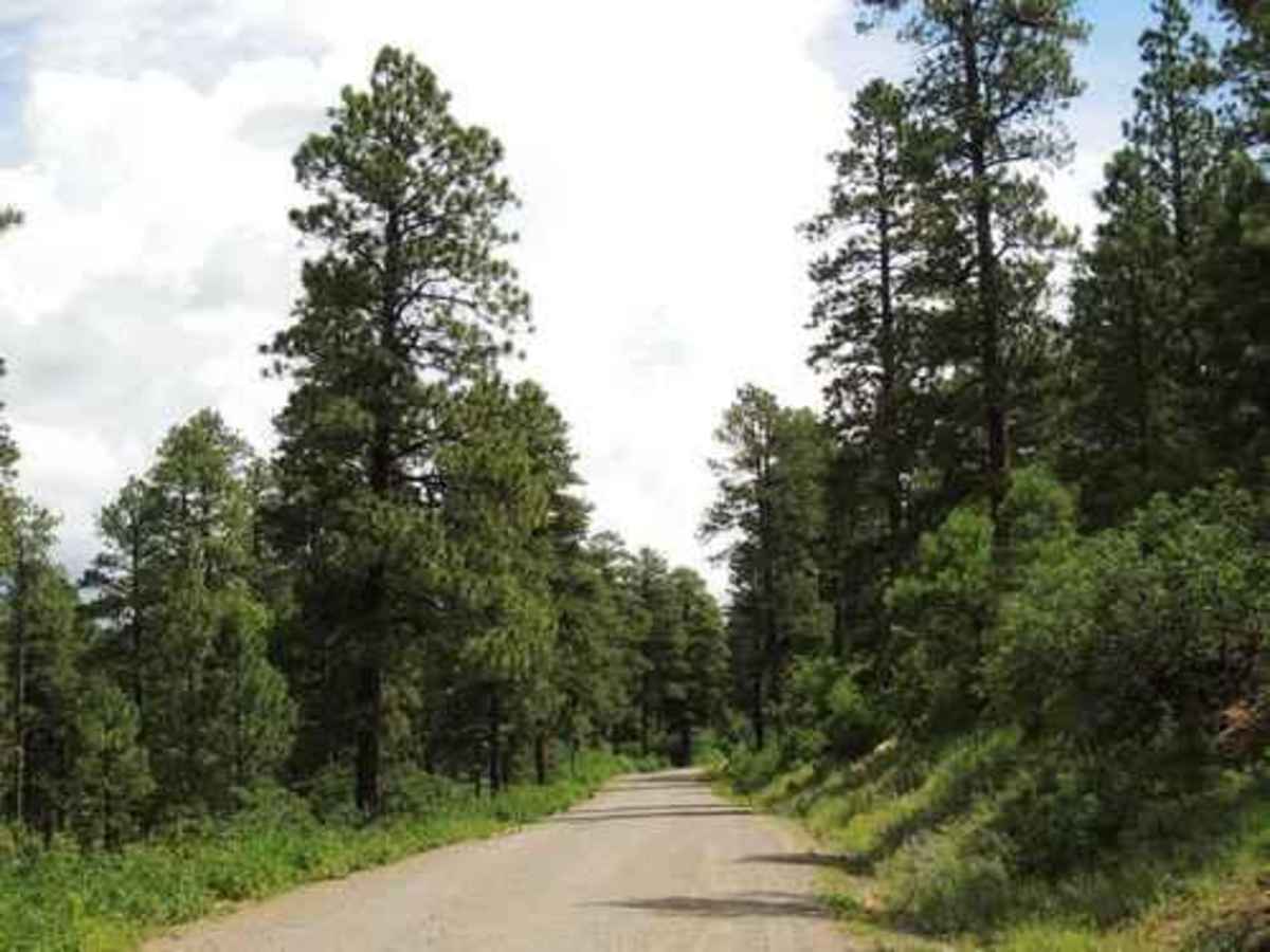 25 Mesa Road trail photo