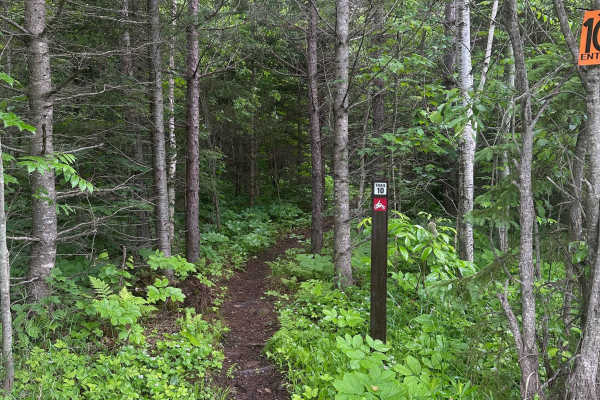 Alger Grade - Trail 10