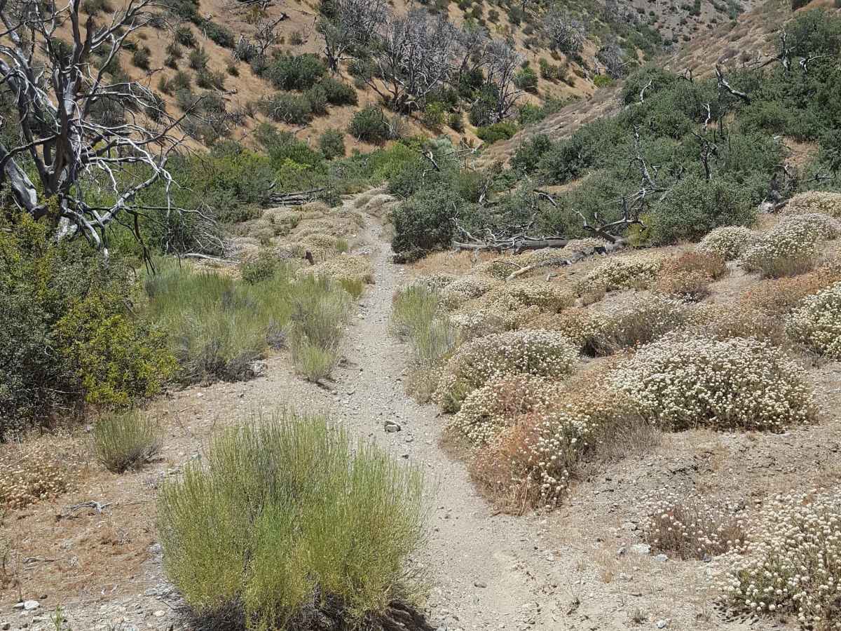 East Frazier Trail - FS 19W06 photo 5
