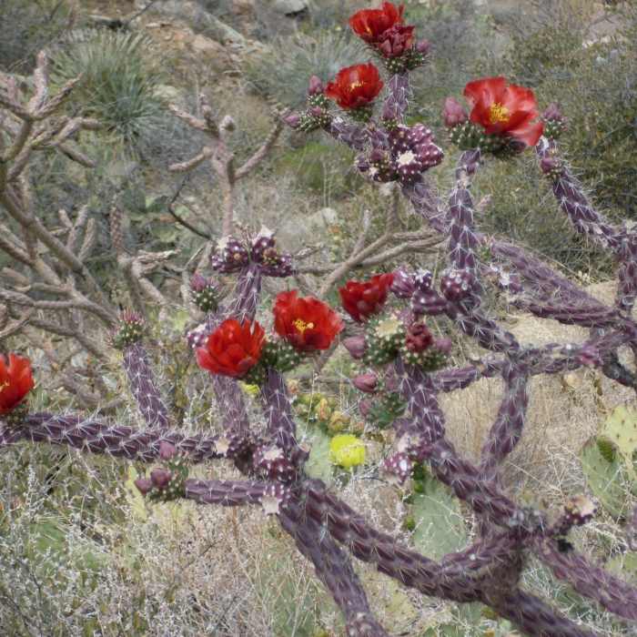 Near Sweetwater Trail