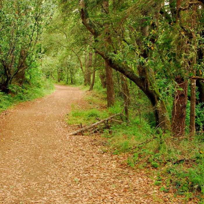 Near Muir Woods via Deer Park Fire Road
