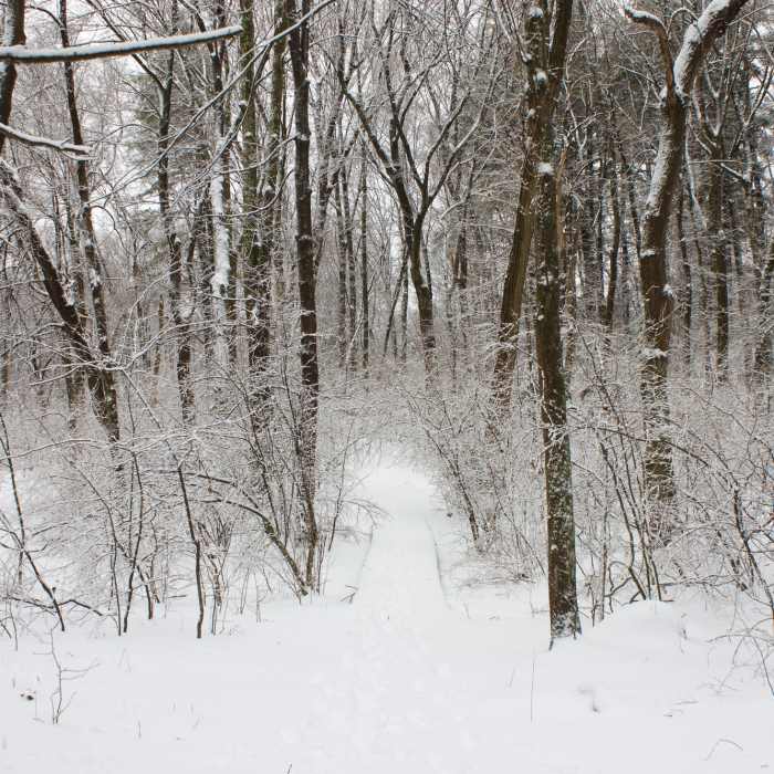 Trees Near Highland Farm Loop