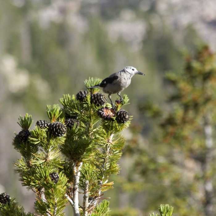 Near Cramer Lakes + Divide Near Cramer Lakes + Divide