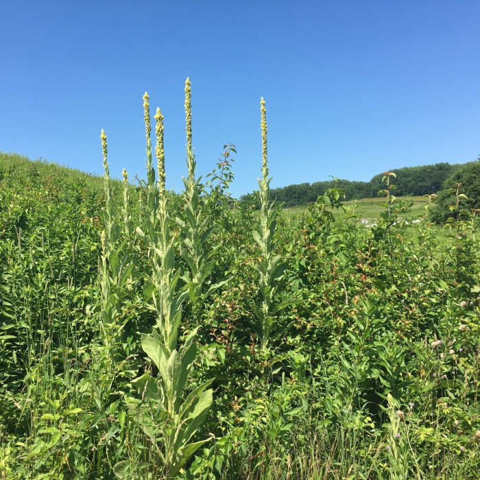 Near Cross Country Trail