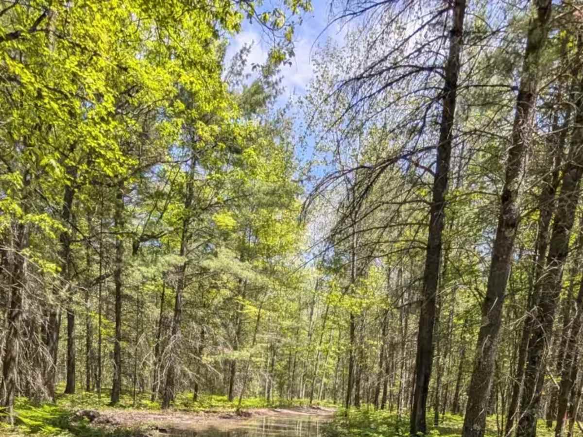 North Missaukee Route (section 5) trail photo
