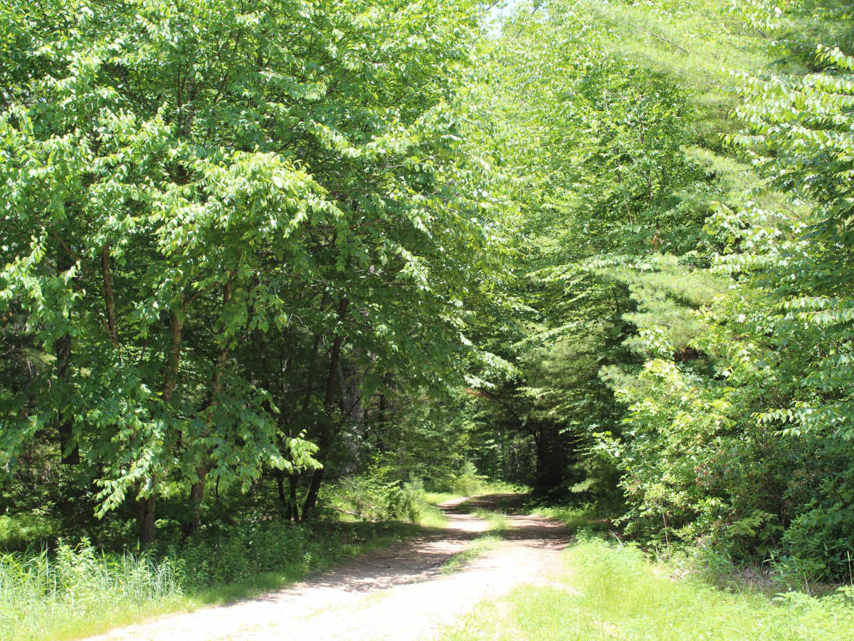 Log Road photo 3
