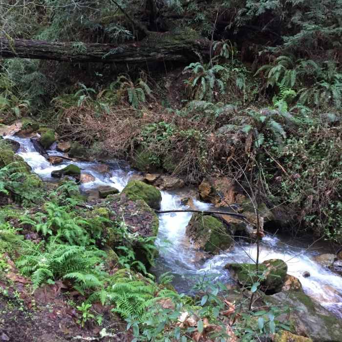 Near Bay Area Ridge Trail: Craig Britton Trail