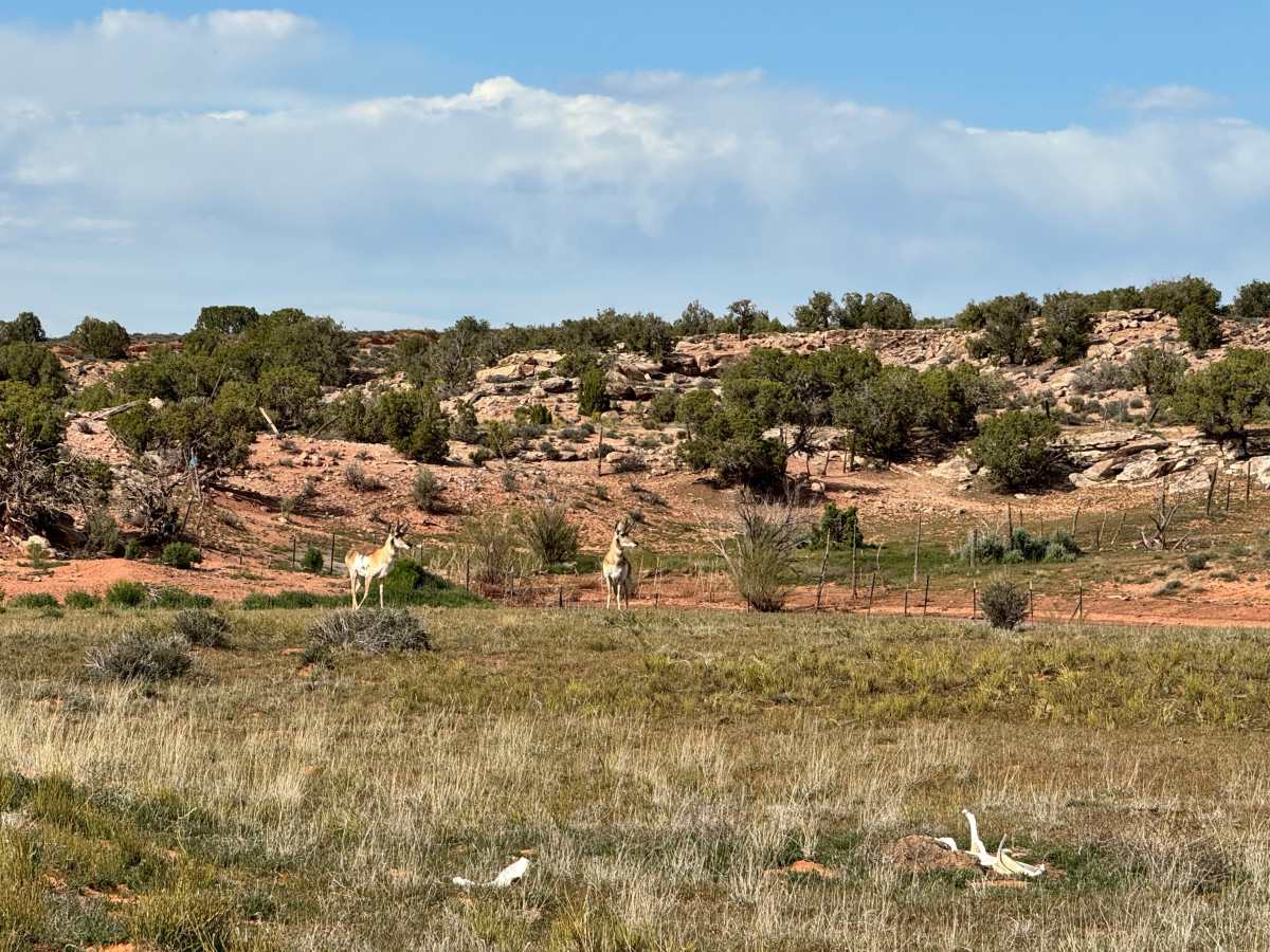BLM 347 photo 6