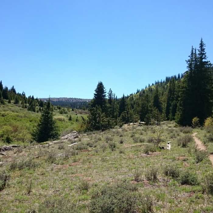 Near Rich Creek Trail #616