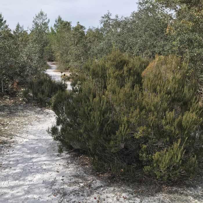 Florida Rosemary Near Seminole State Forest Southern Loop