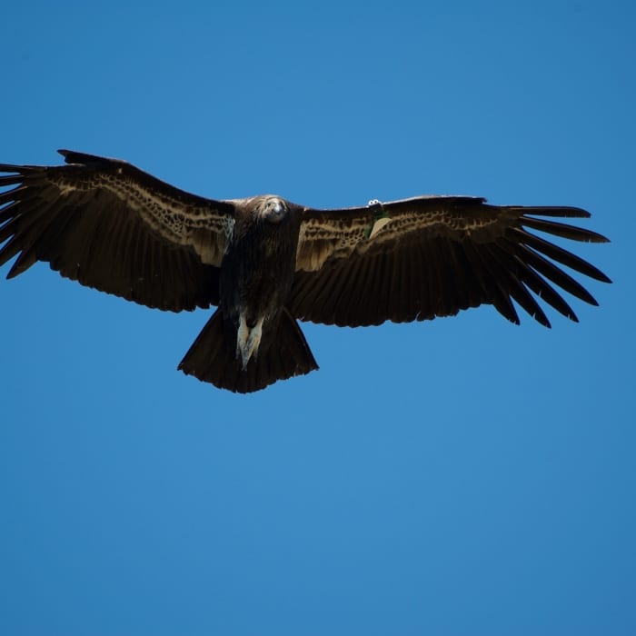 A juvenile california condor, as evidenced by the black head, glides on thermals around the High Peaks. Near Balconies and High Peaks Loop