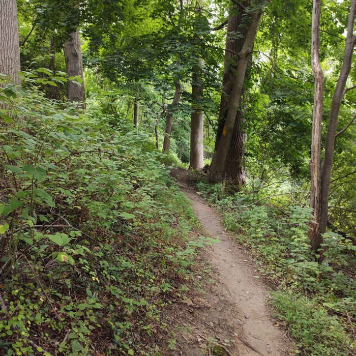 Near Springfield Trail