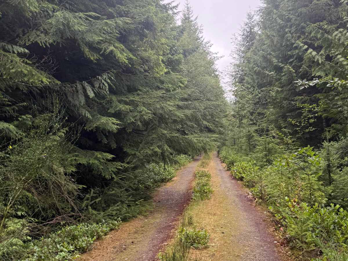 RY 1200 trail photo