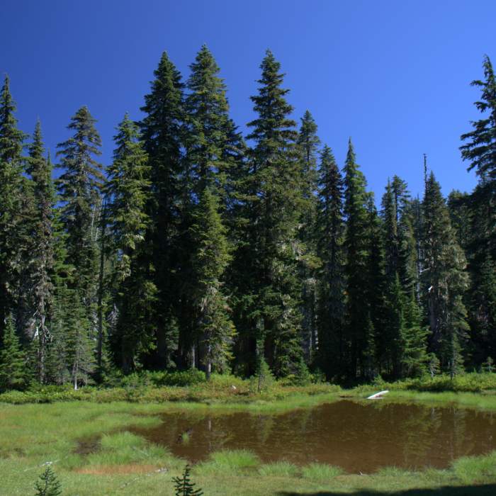 Near Indian Heaven Trail #33