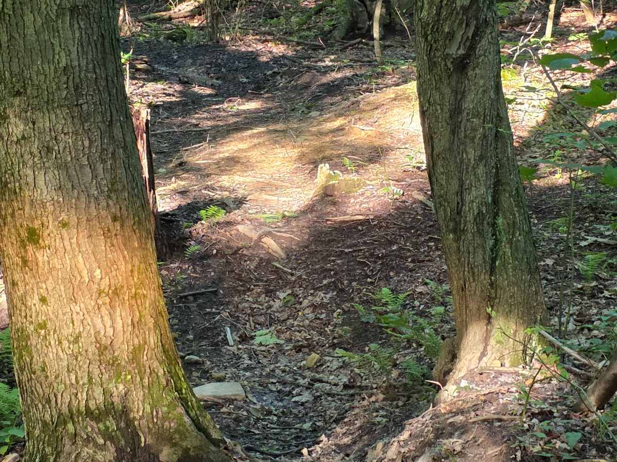 Single Track C4 photo 5